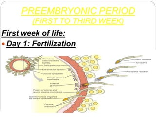 PREEMBRYONIC PERIOD
(FIRST TO THIRD WEEK)
First week of life:
 Day 1: Fertilization
 