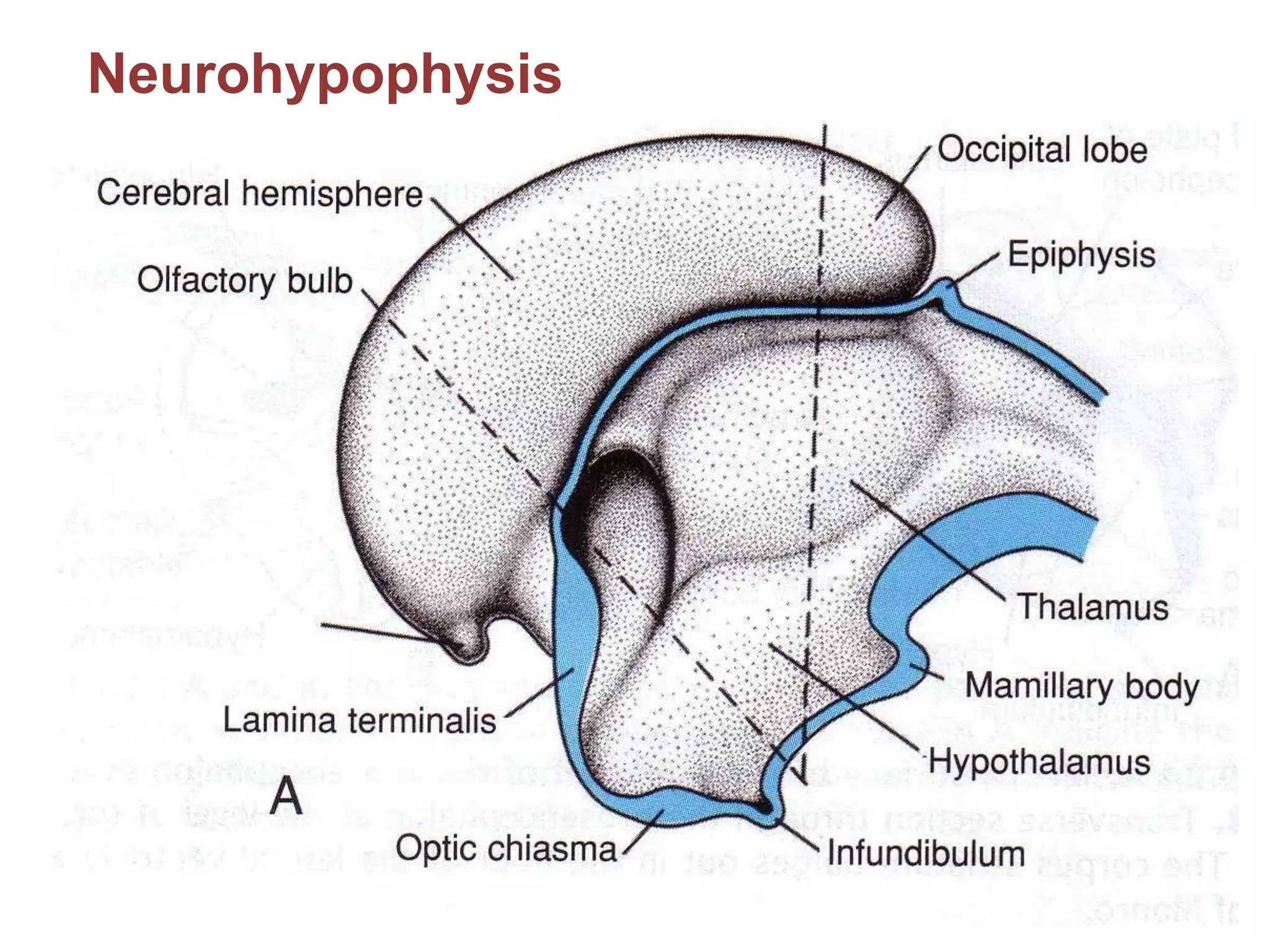 Neurohypophysis
 