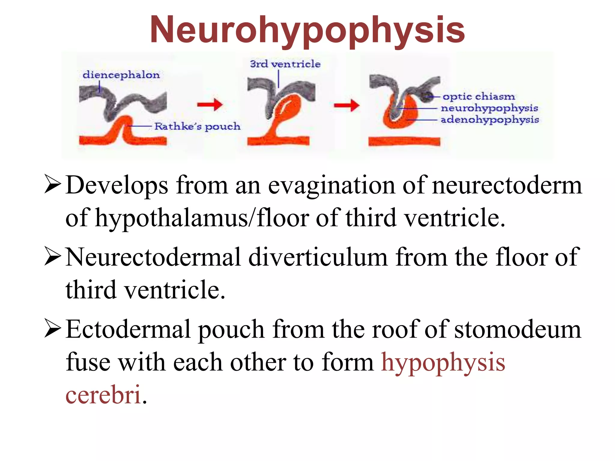 Neurohypophysis
Develops from an evagination of neurectoderm
of hypothalamus/floor of third ventricle.
Neurectodermal diverticulum from the floor of
third ventricle.
Ectodermal pouch from the roof of stomodeum
fuse with each other to form hypophysis
cerebri.
 