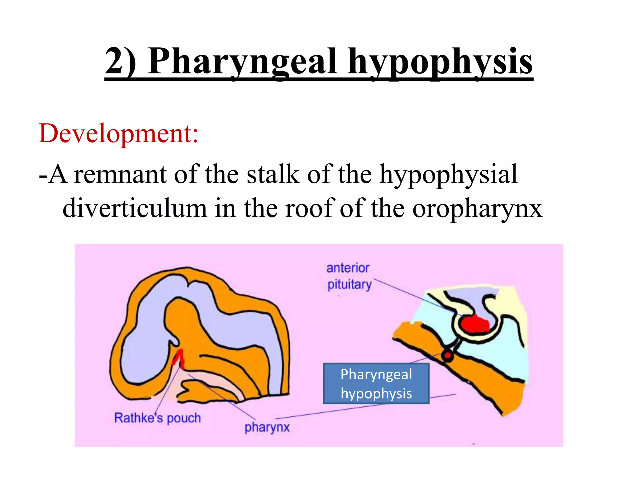 2) Pharyngeal hypophysis
Development:
-A remnant of the stalk of the hypophysial
diverticulum in the roof of the oropharynx
Pharyngeal
hypophysis
 