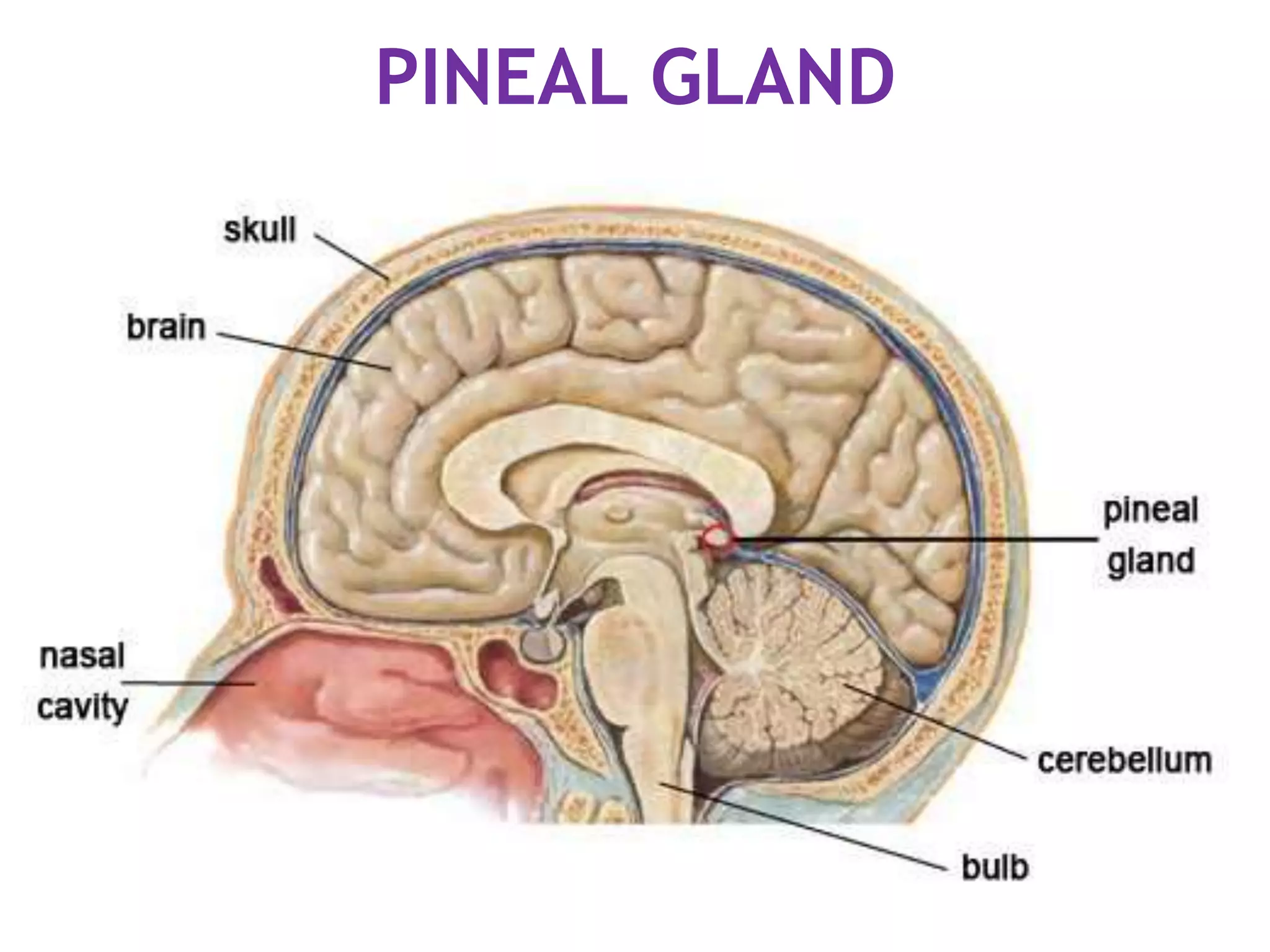 PINEAL GLAND
 