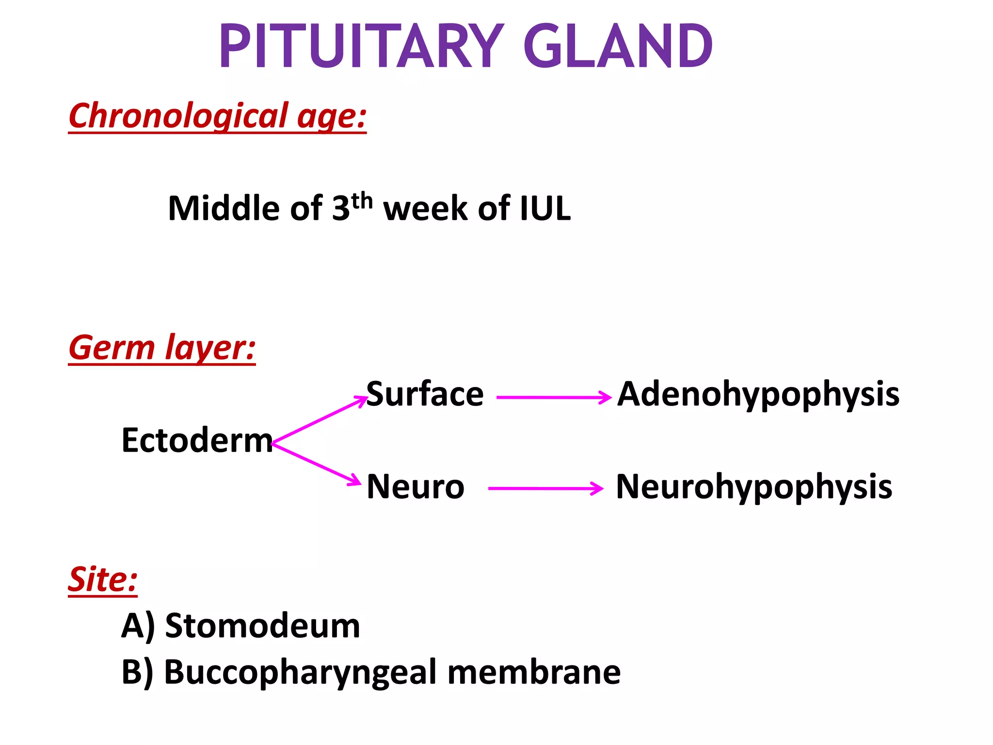 PITUITARY GLAND
Chronological age:
Middle of 3th week of IUL
Germ layer:
Surface Adenohypophysis
Ectoderm
Neuro Neurohypophysis
Site:
A) Stomodeum
B) Buccopharyngeal membrane
 