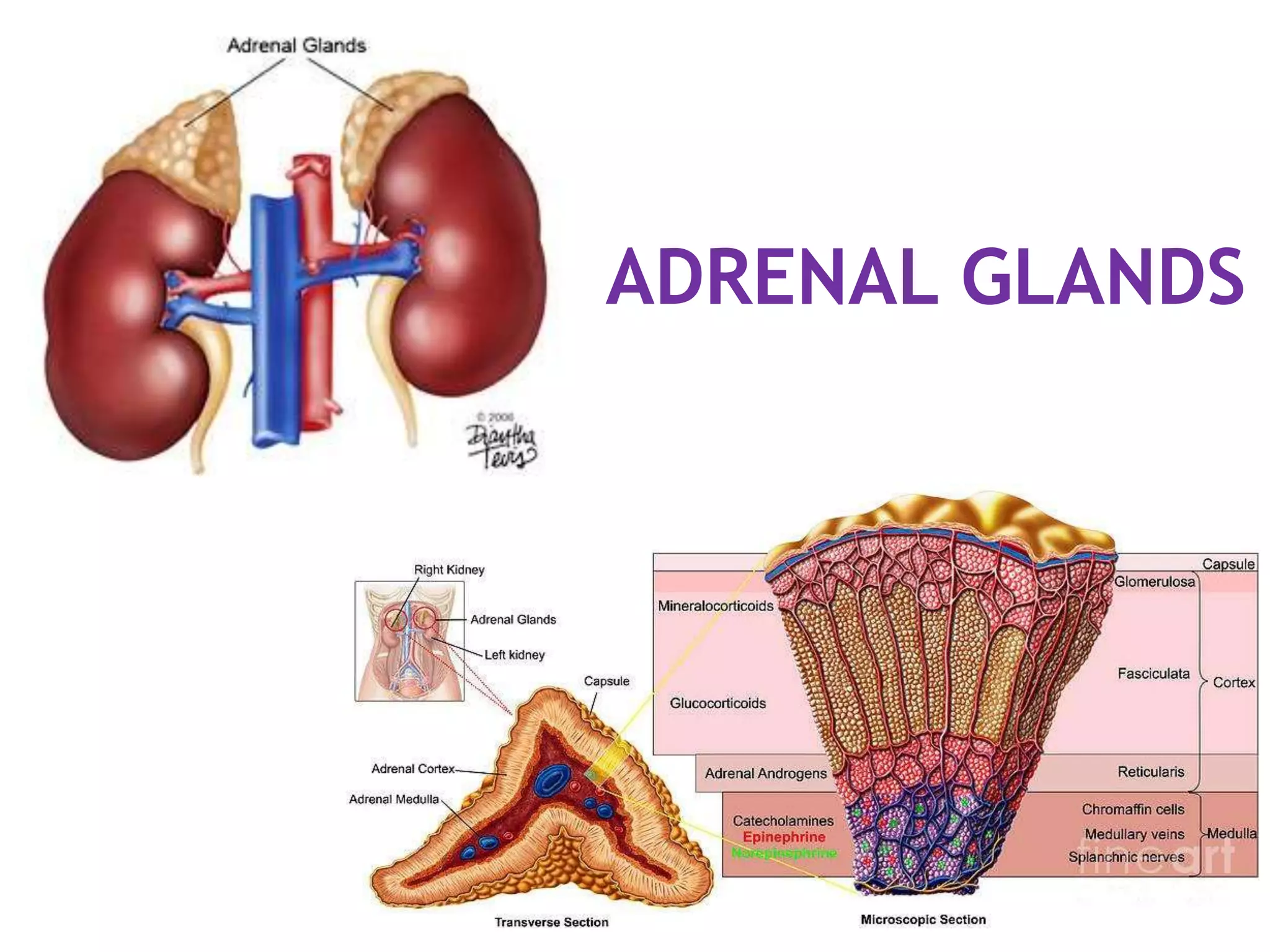 ADRENAL GLANDS
 