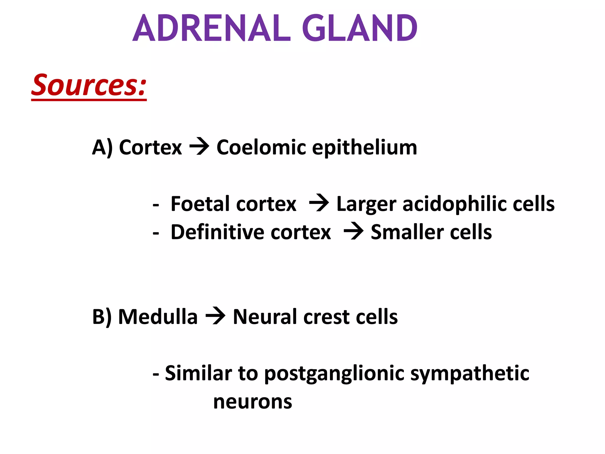 ADRENAL GLAND
Sources:
A) Cortex  Coelomic epithelium
- Foetal cortex  Larger acidophilic cells
- Definitive cortex  Smaller cells
B) Medulla  Neural crest cells
- Similar to postganglionic sympathetic
neurons
 