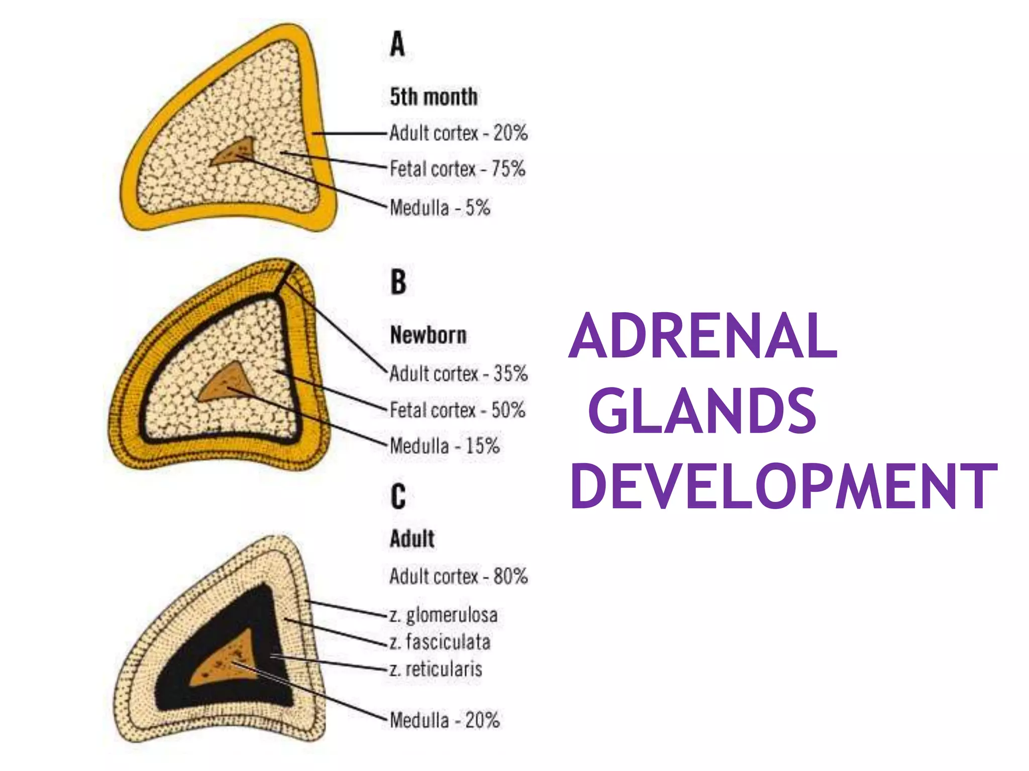 ADRENAL
GLANDS
DEVELOPMENT
 
