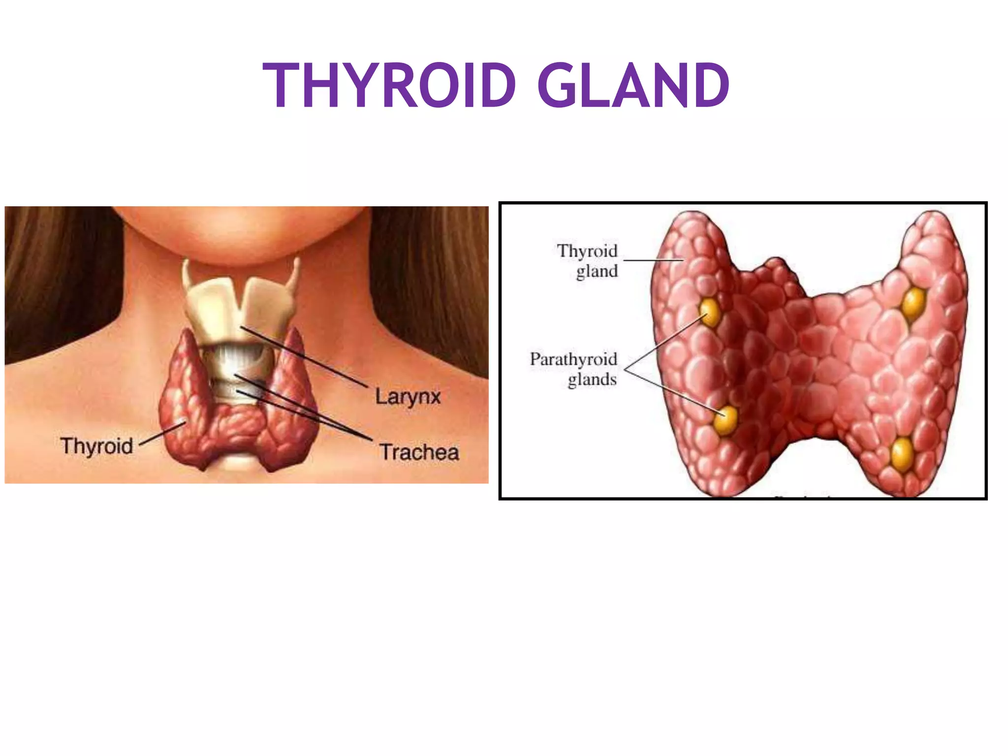 THYROID GLAND
 