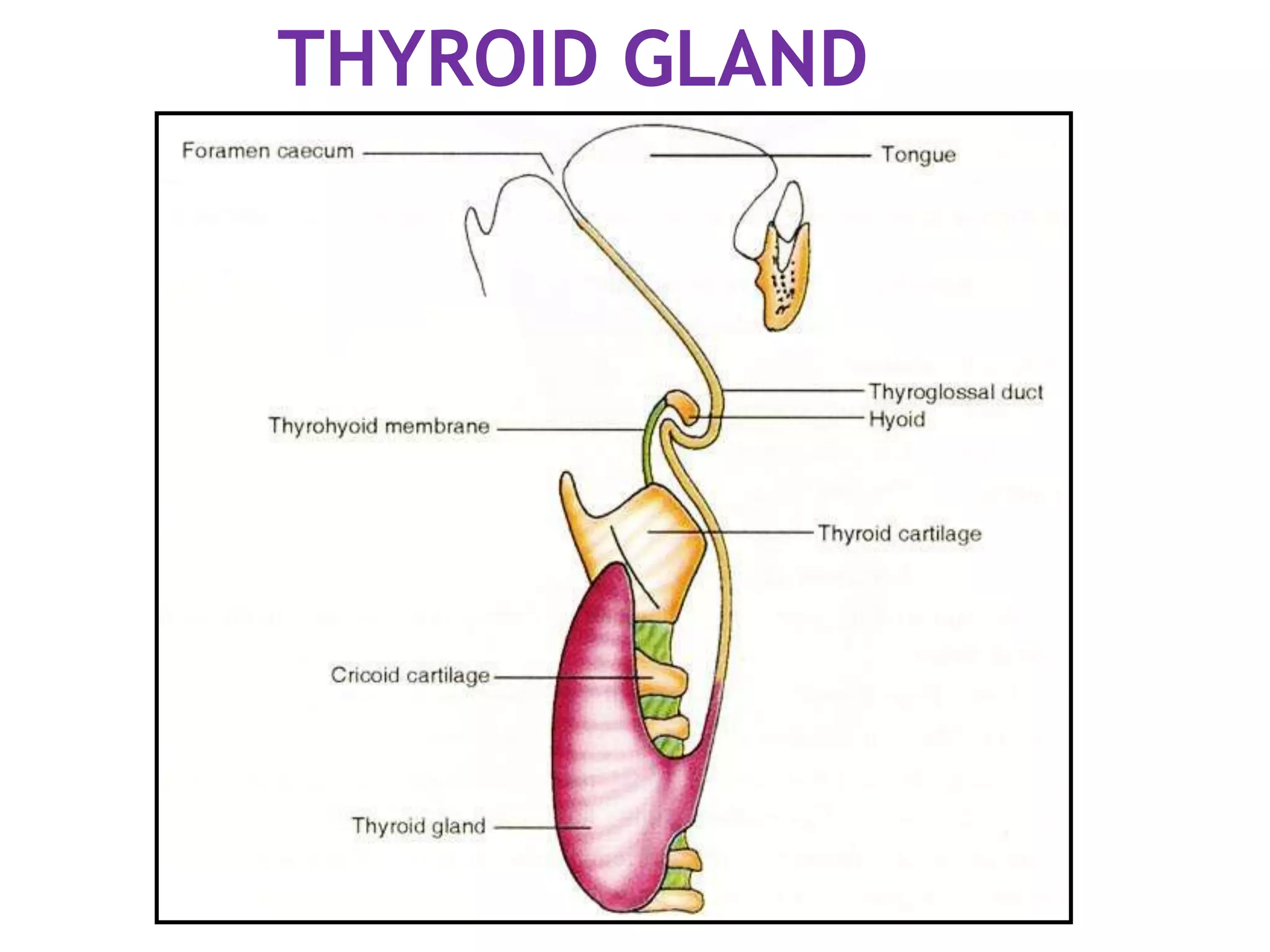 THYROID GLAND
 