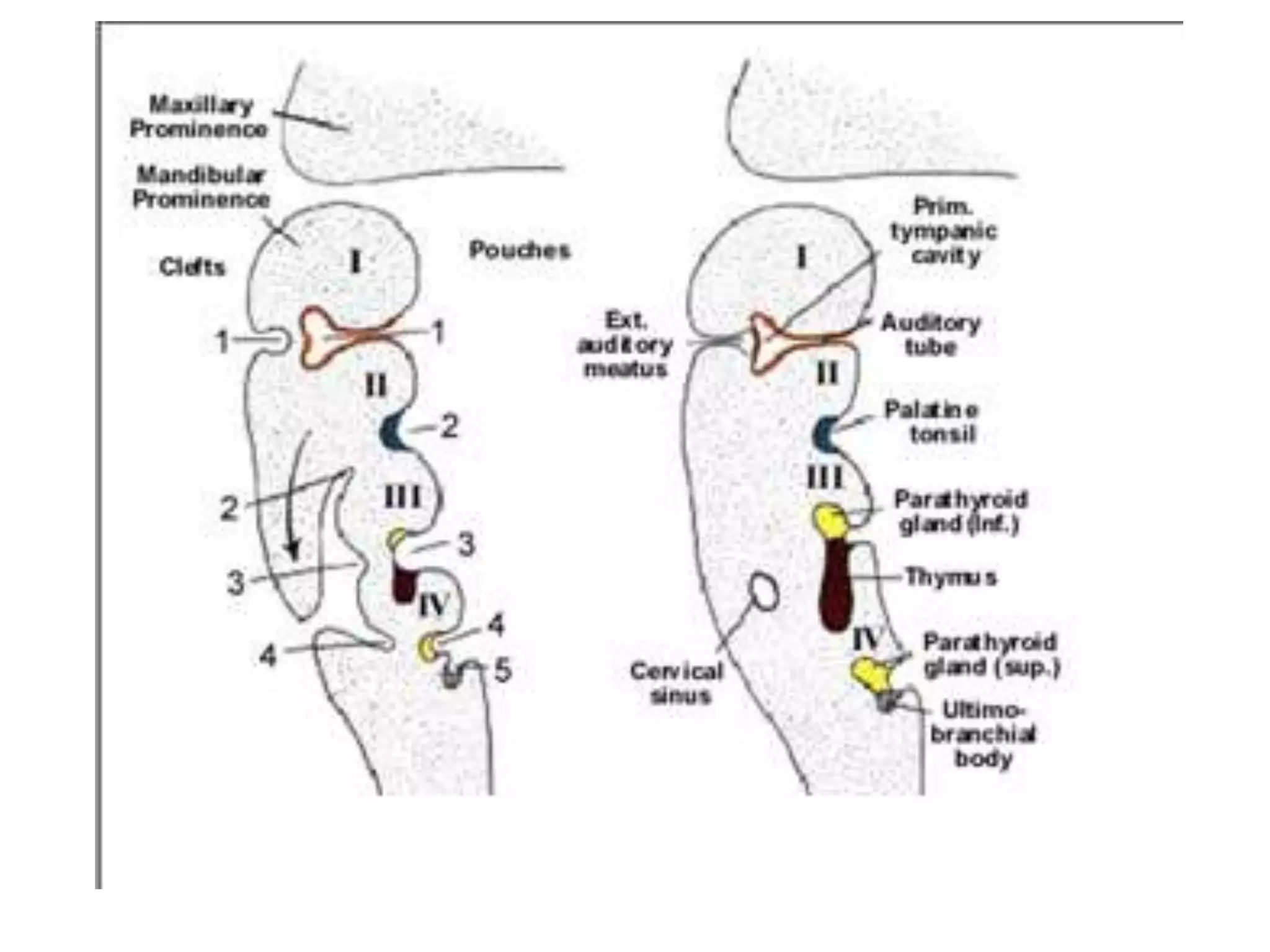 Development of endocrine system