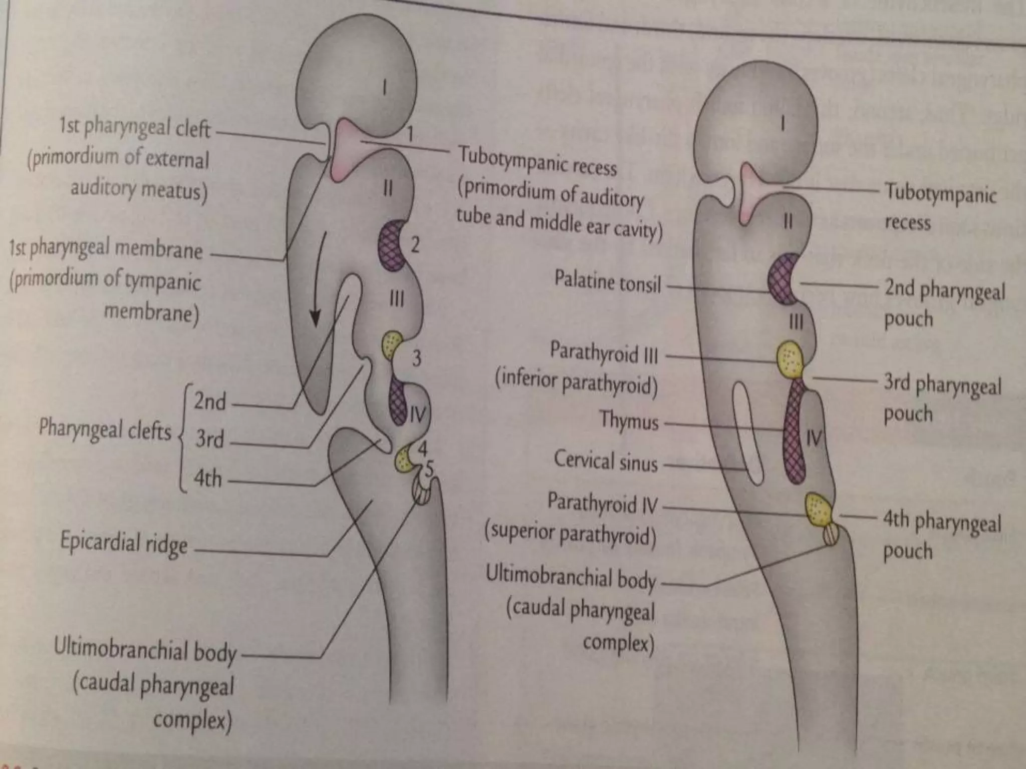 Development of endocrine system