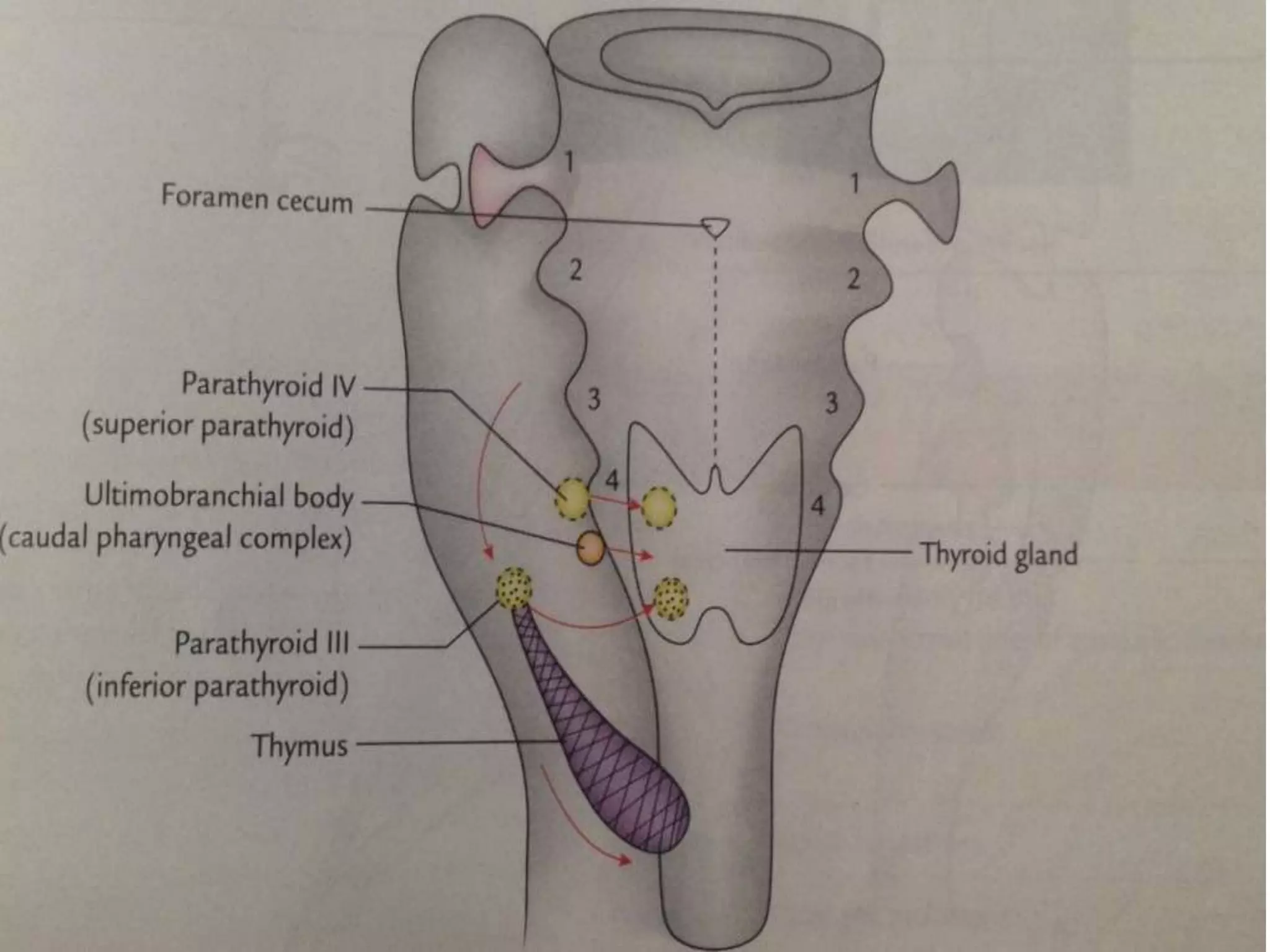 Development of endocrine system