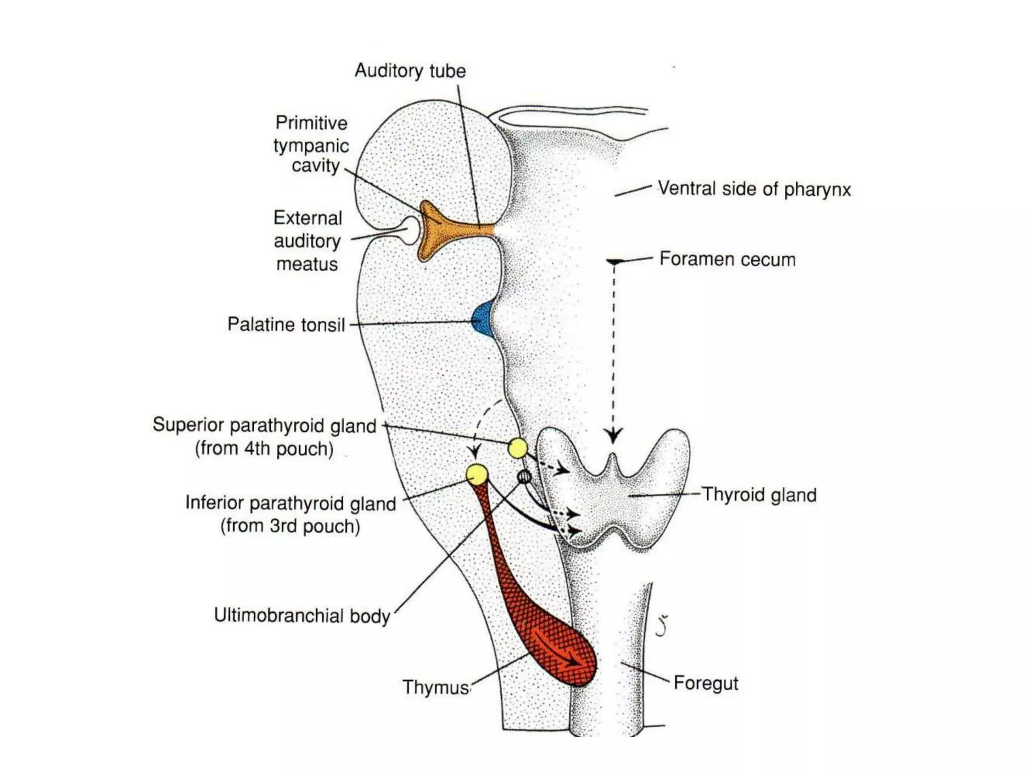 Development of endocrine system