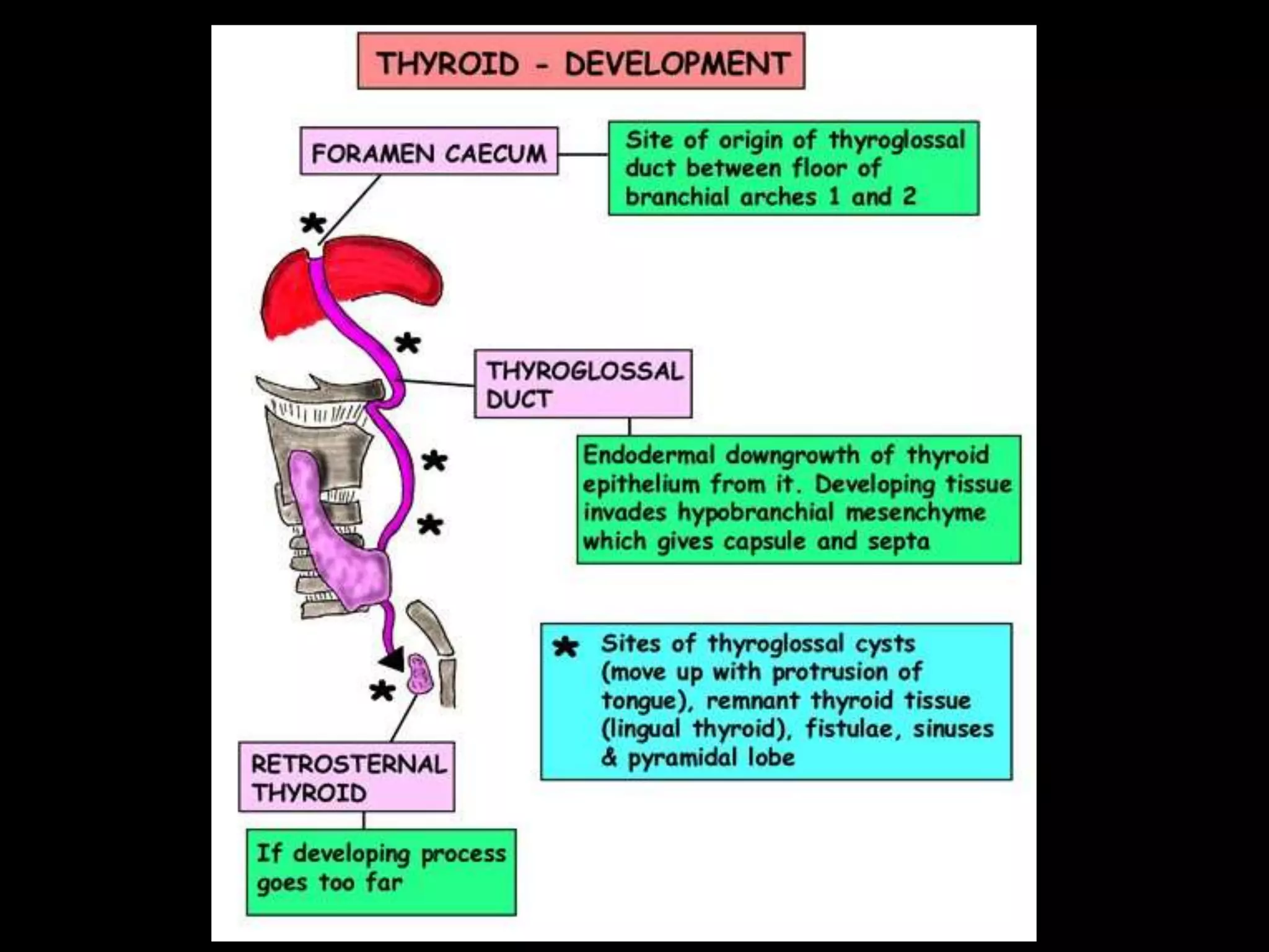 Development of endocrine system