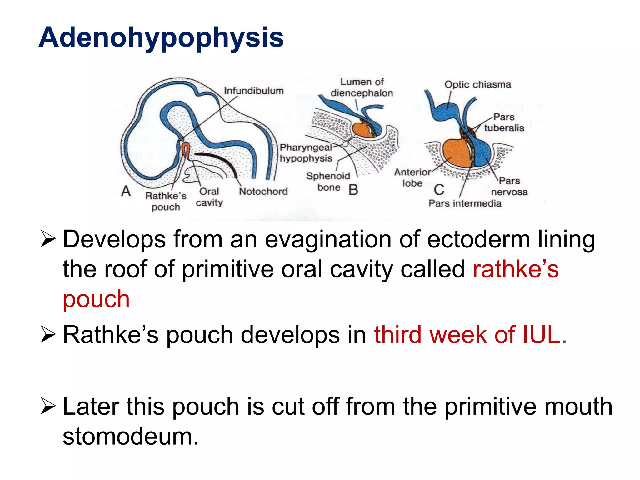 Adenohypophysis
 Develops from an evagination of ectoderm lining
the roof of primitive oral cavity called rathke’s
pouch
 Rathke’s pouch develops in third week of IUL.
 Later this pouch is cut off from the primitive mouth
stomodeum.
 
