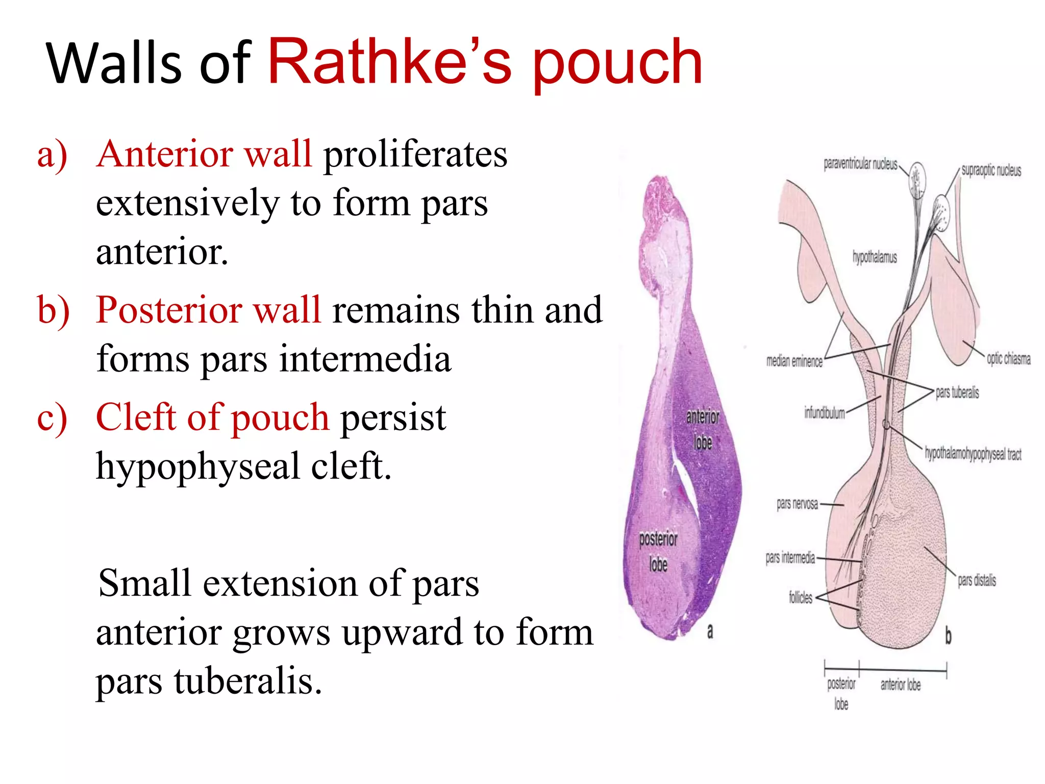 Walls of Rathke’s pouch
a) Anterior wall proliferates
extensively to form pars
anterior.
b) Posterior wall remains thin and
forms pars intermedia
c) Cleft of pouch persist
hypophyseal cleft.
Small extension of pars
anterior grows upward to form
pars tuberalis.
 