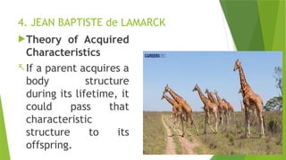 4. JEAN BAPTISTE de LAMARCK
Theory of Acquired
Characteristics
-If a parent acquires a
body structure
during its lifetime, it
could pass that
characteristic
structure to its
offspring.
 