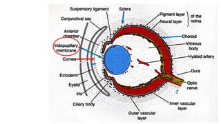 Development of eye. | PDF