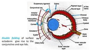 Development of eye. | PDF