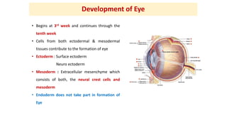 D evelopment of eye | PPTX