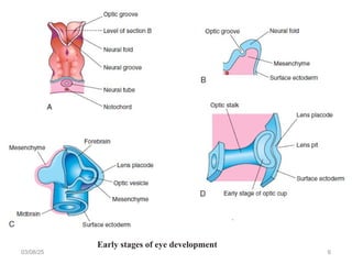 Eye Embryo Development Embryological Development of eye eye.ppt