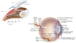 Development of eye | PPTX