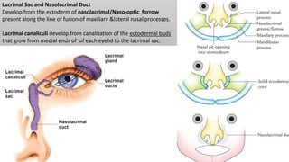 Development of eye | PPTX
