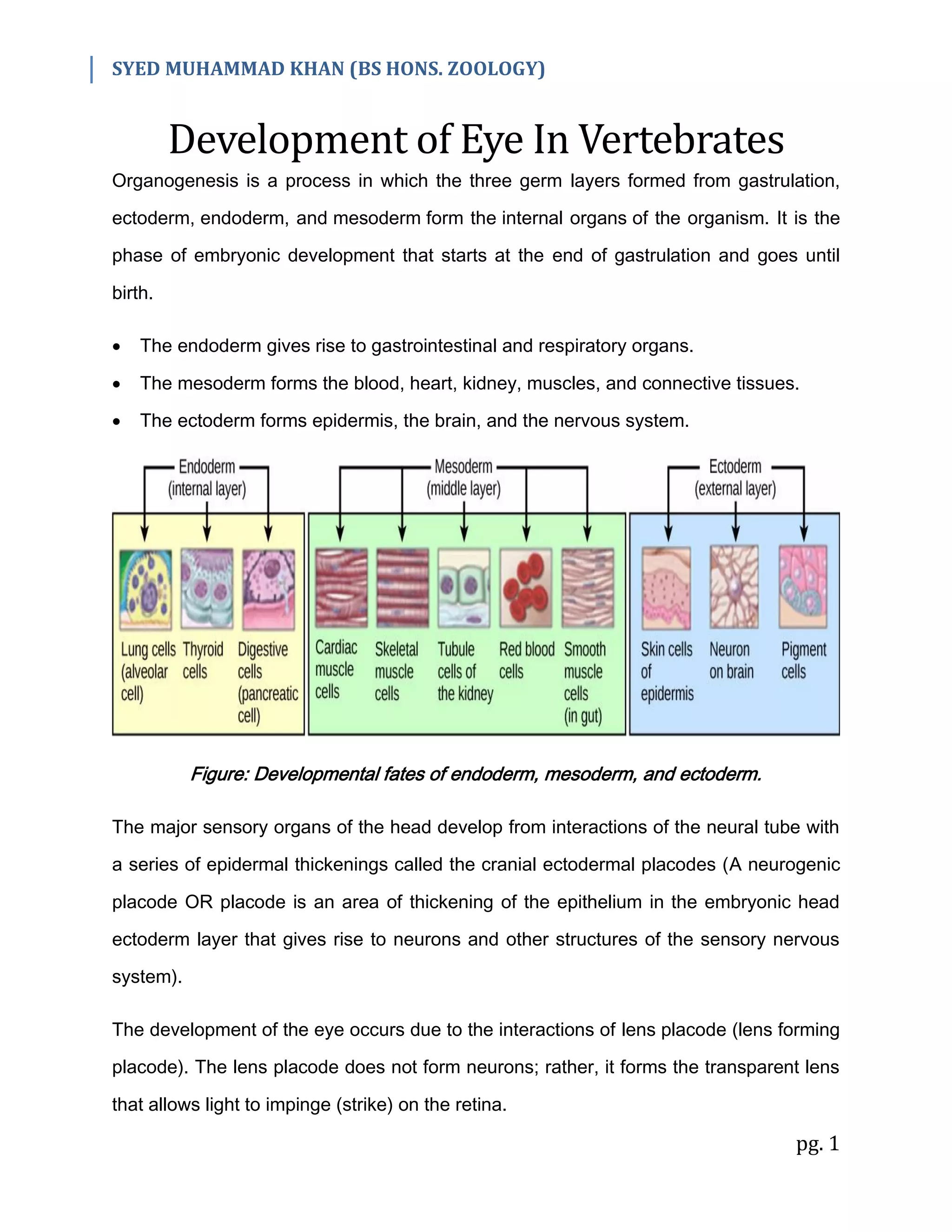 SYED MUHAMMAD KHAN (BS HONS. ZOOLOGY)
pg. 1
Development of Eye In Vertebrates
Organogenesis is a process in which the three germ layers formed from gastrulation,
ectoderm, endoderm, and mesoderm form the internal organs of the organism. It is the
phase of embryonic development that starts at the end of gastrulation and goes until
birth.
 The endoderm gives rise to gastrointestinal and respiratory organs.
 The mesoderm forms the blood, heart, kidney, muscles, and connective tissues.
 The ectoderm forms epidermis, the brain, and the nervous system.
Figure: Developmental fates of endoderm, mesoderm, and ectoderm.
The major sensory organs of the head develop from interactions of the neural tube with
a series of epidermal thickenings called the cranial ectodermal placodes (A neurogenic
placode OR placode is an area of thickening of the epithelium in the embryonic head
ectoderm layer that gives rise to neurons and other structures of the sensory nervous
system).
The development of the eye occurs due to the interactions of lens placode (lens forming
placode). The lens placode does not form neurons; rather, it forms the transparent lens
that allows light to impinge (strike) on the retina.
 
