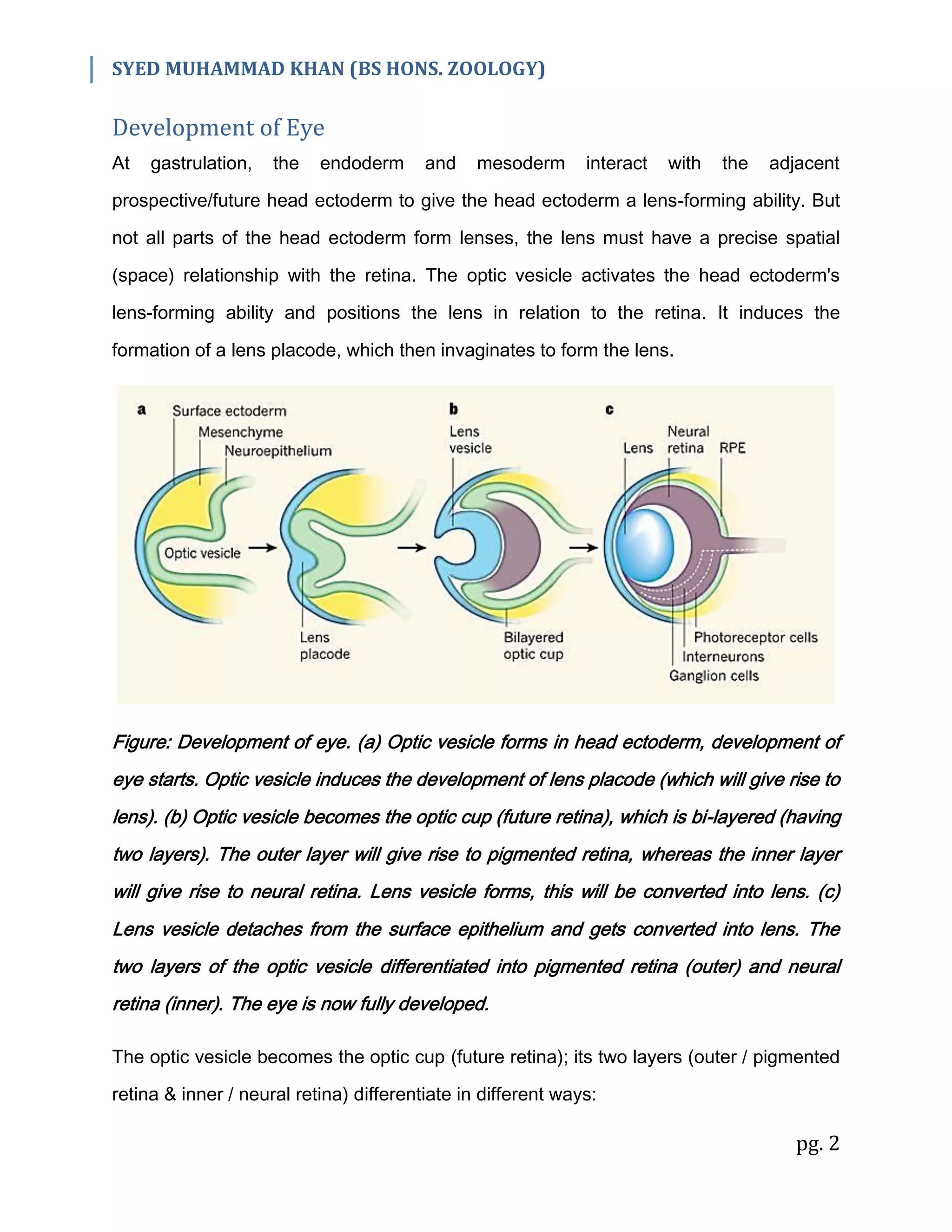 SYED MUHAMMAD KHAN (BS HONS. ZOOLOGY)
pg. 2
Development of Eye
At gastrulation, the endoderm and mesoderm interact with the adjacent
prospective/future head ectoderm to give the head ectoderm a lens-forming ability. But
not all parts of the head ectoderm form lenses, the lens must have a precise spatial
(space) relationship with the retina. The optic vesicle activates the head ectoderm's
lens-forming ability and positions the lens in relation to the retina. It induces the
formation of a lens placode, which then invaginates to form the lens.
Figure: Development of eye. (a) Optic vesicle forms in head ectoderm, development of
eye starts. Optic vesicle induces the development of lens placode (which will give rise to
lens). (b) Optic vesicle becomes the optic cup (future retina), which is bi-layered (having
two layers). The outer layer will give rise to pigmented retina, whereas the inner layer
will give rise to neural retina. Lens vesicle forms, this will be converted into lens. (c)
Lens vesicle detaches from the surface epithelium and gets converted into lens. The
two layers of the optic vesicle differentiated into pigmented retina (outer) and neural
retina (inner). The eye is now fully developed.
The optic vesicle becomes the optic cup (future retina); its two layers (outer / pigmented
retina & inner / neural retina) differentiate in different ways:
 