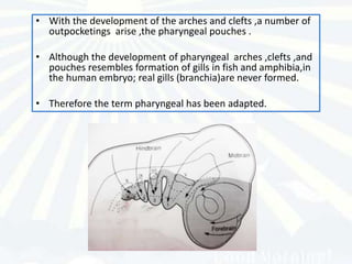 • With the development of the arches and clefts ,a number of
  outpocketings arise ,the pharyngeal pouches .

• Although the development of pharyngeal arches ,clefts ,and
  pouches resembles formation of gills in fish and amphibia,in
  the human embryo; real gills (branchia)are never formed.

• Therefore the term pharyngeal has been adapted.
 