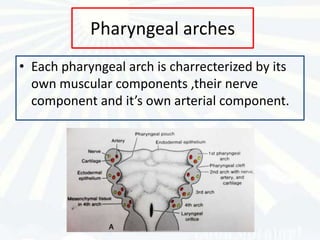 Pharyngeal arches
• Each pharyngeal arch is charrecterized by its
  own muscular components ,their nerve
  component and it’s own arterial component.
 