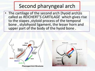 Second pharyngeal arch
• The cartilage of the second arch (hyoid arch)is
  called as REICHERT’S CARTILAGE which gives rise
  to the stapes ,styloid process of the temporal
  bone , stylohyoid ligament, the lesser horn and
  upper part of the body of the hyoid bone .
 