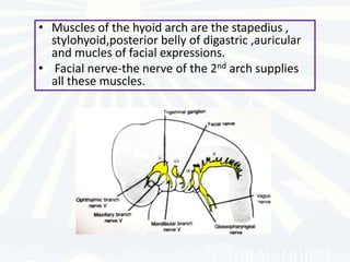 • Muscles of the hyoid arch are the stapedius ,
  stylohyoid,posterior belly of digastric ,auricular
  and mucles of facial expressions.
• Facial nerve-the nerve of the 2nd arch supplies
  all these muscles.
 