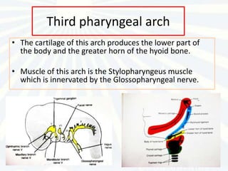Third pharyngeal arch
• The cartilage of this arch produces the lower part of
  the body and the greater horn of the hyoid bone.

• Muscle of this arch is the Stylopharyngeus muscle
  which is innervated by the Glossopharyngeal nerve.
 