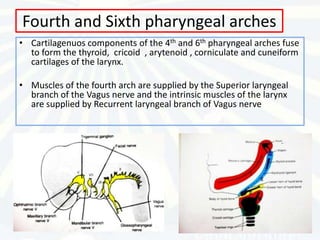 Fourth and Sixth pharyngeal arches
• Cartilagenuos components of the 4th and 6th pharyngeal arches fuse
  to form the thyroid, cricoid , arytenoid , corniculate and cuneiform
  cartilages of the larynx.

• Muscles of the fourth arch are supplied by the Superior laryngeal
  branch of the Vagus nerve and the intrinsic muscles of the larynx
  are supplied by Recurrent laryngeal branch of Vagus nerve
 