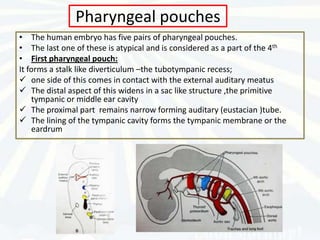 Pharyngeal pouches
• The human embryo has five pairs of pharyngeal pouches.
• The last one of these is atypical and is considered as a part of the 4th
• First pharyngeal pouch:
It forms a stalk like diverticulum –the tubotympanic recess;
 one side of this comes in contact with the external auditary meatus
 The distal aspect of this widens in a sac like structure ,the primitive
    tympanic or middle ear cavity
 The proximal part remains narrow forming auditary (eustacian )tube.
 The lining of the tympanic cavity forms the tympanic membrane or the
    eardrum
 