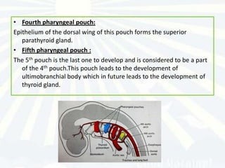 • Fourth pharyngeal pouch:
Epithelium of the dorsal wing of this pouch forms the superior
   parathyroid gland.
• Fifth pharyngeal pouch :
The 5th pouch is the last one to develop and is considered to be a part
   of the 4th pouch.This pouch leads to the development of
   ultimobranchial body which in future leads to the development of
   thyroid gland.
 