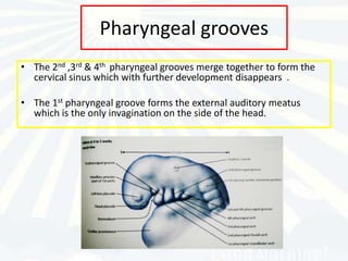 Pharyngeal grooves
• The 2nd ,3rd & 4th pharyngeal grooves merge together to form the
  cervical sinus which with further development disappears .

• The 1st pharyngeal groove forms the external auditory meatus
  which is the only invagination on the side of the head.
 