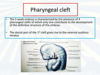 Pharyngeal cleft
• The 5 week embryo is characterized by the presence of 4
  pharyngeal clefts of which only one contribute to the development
  of the definitive structure of the embryo.

• The dorsal part of the 1st cleft gives rise to the external auditory
  meatus
 