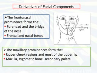 Derivatives of Facial Components

The frontonasal
prominence forms the:
 Forehead and the bridge
of the nose
 Frontal and nasal bones


The maxillary prominences form the:
 Upper cheek regions and most of the upper lip
 Maxilla, zygomatic bone, secondary palate
 