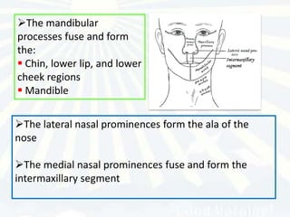The mandibular
processes fuse and form
the:
 Chin, lower lip, and lower
cheek regions
 Mandible


The lateral nasal prominences form the ala of the
nose

The medial nasal prominences fuse and form the
intermaxillary segment
 