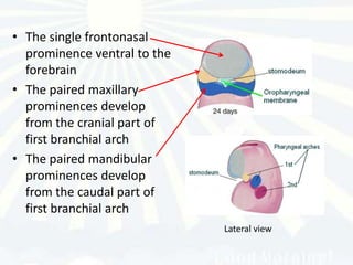 • The single frontonasal
  prominence ventral to the
  forebrain
• The paired maxillary
  prominences develop
  from the cranial part of
  first branchial arch
• The paired mandibular
  prominences develop
  from the caudal part of
  first branchial arch
                              Lateral view
 