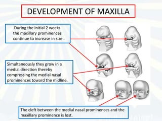 DEVELOPMENT OF MAXILLA
    During the initial 2 weeks
   the maxillary prominences
   continue to increase in size .




Simultaneously they grow in a
medial direction thereby
compressing the medial nasal
prominences toward the midline.




       The cleft between the medial nasal prominences and the
       maxillary prominence is lost.
 