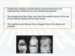 • Initially the maxillary and the lateral nasal prominences are
  separated by a deep furrow ,the nasolacrimal groove.

• The nasolacrimal duct then runs from the medial corner of the eye
  to the inferior meatus of the nasal cavity.

• The maxillary prominence then enlarge to form the cheek and
  maxillae .
 