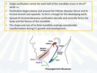 • Single ossification centre for each half of the mandible arises in the 6th
  week i.u.
• Ossification begins below and around the Inferior Alveolar Nerve and its
  Incisive branch and upwards to form a trough for the developing teeth.
• Spread of intramembranous ossification dorsally and ventrally forms the
  body and the Ramus of the mandible .
• The shape and size of he fetal mandible undergo considerable
  transformation during it’s growth and development .
 