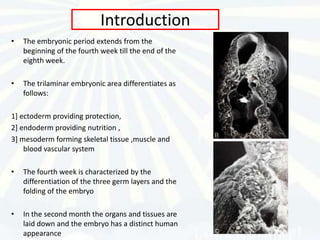 Introduction
•   The embryonic period extends from the
    beginning of the fourth week till the end of the
    eighth week.

•   The trilaminar embryonic area differentiates as
    follows:

1] ectoderm providing protection,
2] endoderm providing nutrition ,
3] mesoderm forming skeletal tissue ,muscle and
    blood vascular system

•   The fourth week is characterized by the
    differentiation of the three germ layers and the
    folding of the embryo

•   In the second month the organs and tissues are
    laid down and the embryo has a distinct human
    appearance
 