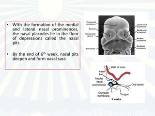 • With the formation of the medial
  and lateral nasal prominences,
  the nasal placodes lie in the floor
  of depressions called the nasal
  pits

• By the end of 6th week, nasal pits
  deepen and form nasal sacs
 