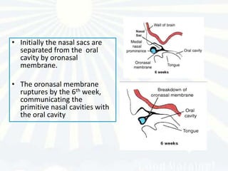 • Initially the nasal sacs are
  separated from the oral
  cavity by oronasal
  membrane.

• The oronasal membrane
  ruptures by the 6th week,
  communicating the
  primitive nasal cavities with
  the oral cavity
 