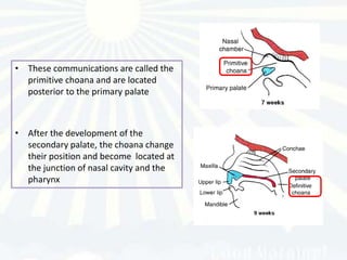 • These communications are called the
  primitive choana and are located
  posterior to the primary palate



• After the development of the
  secondary palate, the choana change
  their position and become located at
  the junction of nasal cavity and the
  pharynx
 
