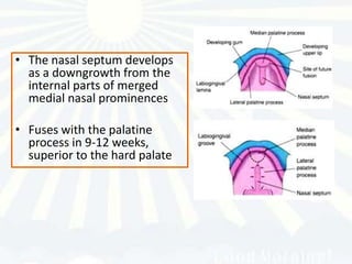 • The nasal septum develops
  as a downgrowth from the
  internal parts of merged
  medial nasal prominences

• Fuses with the palatine
  process in 9-12 weeks,
  superior to the hard palate
 