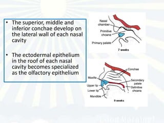 • The superior, middle and
  inferior conchae develop on
  the lateral wall of each nasal
  cavity

• The ectodermal epithelium
  in the roof of each nasal
  cavity becomes specialized
  as the olfactory epithelium
 
