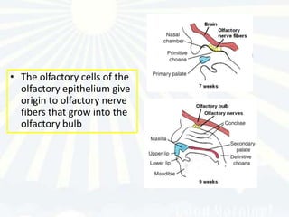 • The olfactory cells of the
  olfactory epithelium give
  origin to olfactory nerve
  fibers that grow into the
  olfactory bulb
 